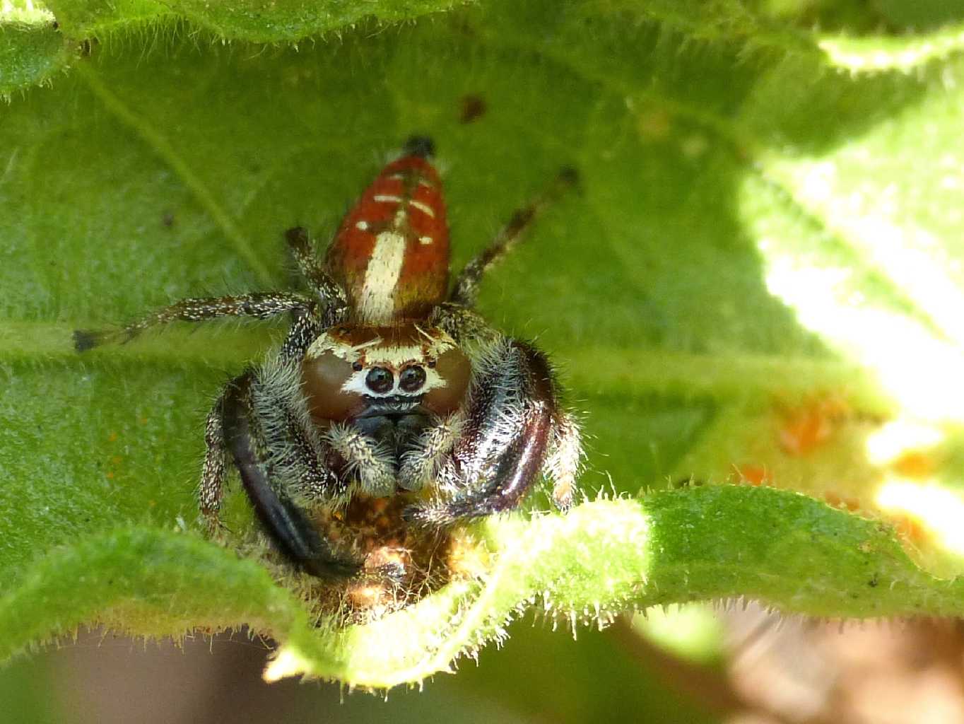 Thyene imperialis - S. Teresa Gallura (OT)